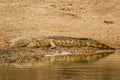 Nile Crocodile  Crocodylus niloticus at the Kazinga Channel, Queen Elizabeth National Park, Uganda. Royalty Free Stock Photo