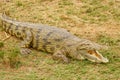 Nile Crocodile  Crocodylus niloticus at the Kazinga Channel, Queen Elizabeth National Park, Uganda. Royalty Free Stock Photo