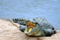 Nile crocodile (Crocodylus niloticus)