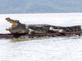 Nile crocodile, Crocodylus niloticus on Lake Chamo, Ethiopia