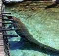 Nile crocodile (Crocodylus niloticus) enjoying swimming in a zoo : (pix Sanjiv Shukla) Royalty Free Stock Photo