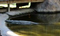 Nile crocodile (Crocodylus niloticus) enjoying swimming in a zoo : (pix Sanjiv Shukla) Royalty Free Stock Photo