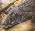 Nile crocodile Crocodylus niloticus is a large crocodilian native to freshwater habitats in Africa. Royalty Free Stock Photo