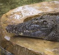 Nile crocodile Crocodylus niloticus is a large crocodilian native to freshwater habitats in Africa. Royalty Free Stock Photo