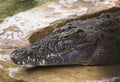 Nile crocodile Crocodylus niloticus is a large crocodilian native to freshwater habitats in Africa. Royalty Free Stock Photo