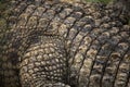 Nile crocodile (Crocodylus niloticus) leather texture. Royalty Free Stock Photo
