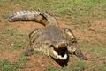 The Nile crocodile Crocodylus niloticus is lying on the shore of the river and basking in the sun with open jaws full of teeth Royalty Free Stock Photo