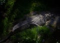 Nile crocodile lying outside the water at Zoological Centre Tel Aviv - Ramat Gan Israel