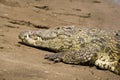 Nile Crocodile on the river bank of the Masai Mara, Kenya Royalty Free Stock Photo