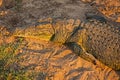 Nile Crocodile Crocodylus niloticus 9776 Royalty Free Stock Photo