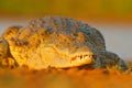 Nile crocodile, Crocodylus niloticus, with open muzzle, in the river bank, Okavango delta, Moremi, Botswana. Wildlife scene from Royalty Free Stock Photo