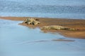 Nile crocodile Crocodylus niloticus, pair of a great Nile crocodile in the sand on the river bank. Two large crocodiles on a Royalty Free Stock Photo