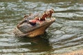 Nile crocodile