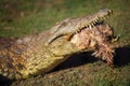 The Nile crocodile Crocodylus niloticus, portrait of a great Nile crocodile in grass , with prey in jaws