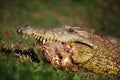 The Nile crocodile Crocodylus niloticus, portrait of a great Nile crocodile in grass , with prey in jaws