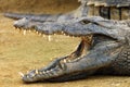 The Nile crocodile Crocodylus niloticus ,Nile crocodile portrait. Portrait with open jaw.Huge open jaws with lots of teeth