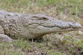 A Nile crocodile Crocodylus niloticus resting in a grass field. Royalty Free Stock Photo