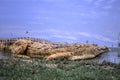 Nile Crocodile Royalty Free Stock Photo