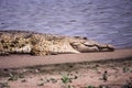 Nile Crocodile Royalty Free Stock Photo