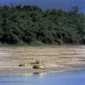 Nile Crocodile Royalty Free Stock Photo