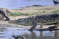 Nile Crocodile Royalty Free Stock Photo