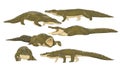 Nile crocodile Crocodylus niloticus set. Wild reptile of Africa. Realistic wild vector animals