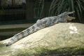 Nile crocodile Royalty Free Stock Photo