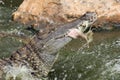 Nile crocodile Crocodylus niloticus struggling with a piece of meat in water, guzzling in motion pieces of meat.Crocodile feeds Royalty Free Stock Photo