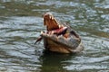 The Nile crocodile Crocodylus niloticus swallowing a fish above the water. A large African crocodile with prey in its open jaws Royalty Free Stock Photo