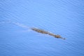 Nile crocodile (Crocodylus niloticus) swimming in the river, Kruger National Park Royalty Free Stock Photo