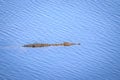 Nile crocodile (Crocodylus niloticus) swimming in the river, Kruger National Park Royalty Free Stock Photo