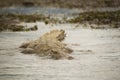 Nile Crocodile (Crocodylus niloticus) swimming Royalty Free Stock Photo