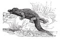 Nile Crocodile or Crocodylus niloticus vintage engraving