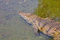 Nile Crocodile, Crocodylus niloticus, in water, South Africa