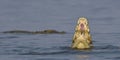 Nile Crocodile eating a fish