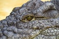 Nile Crocodile Eye Royalty Free Stock Photo