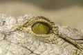 Nile Crocodile Eye Royalty Free Stock Photo