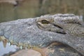 Nile Crocodile Royalty Free Stock Photo