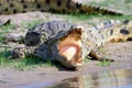 Nile crocodile gaping