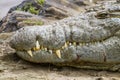 Nile crocodile head and sharp teeth near the river. Royalty Free Stock Photo