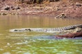 Big nile crocodile, Chamo lake Falls Ethiopia Royalty Free Stock Photo