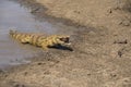 Nile Crocodile Royalty Free Stock Photo