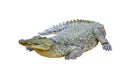 Nile crocodile isolated (Crocodylus niloticus)