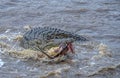 Nile crocodile with Kill, Mara River, Kenya, Africa Royalty Free Stock Photo