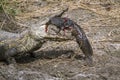 Nile crocodile in Kruger National park, South Africa Royalty Free Stock Photo