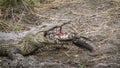 Nile crocodile in Kruger National park, South Africa Royalty Free Stock Photo