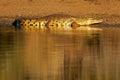 Nile crocodile, Kruger Park, South Africa Royalty Free Stock Photo