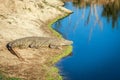 Nile crocodile laying next to the water. Royalty Free Stock Photo