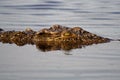 Nile crocodile lurking, Botswana Royalty Free Stock Photo