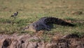 Nile crocodile lurking at Okavango delta Royalty Free Stock Photo